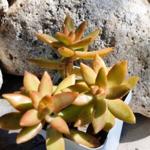 Sedum Nussbaumerianum