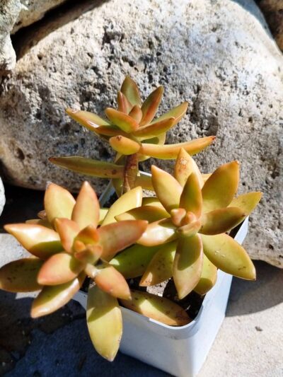 Sedum Nussbaumerianum