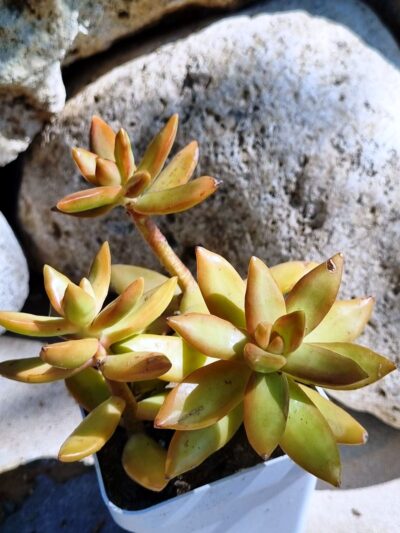 Sedum Nussbaumerianum - Зображення 2