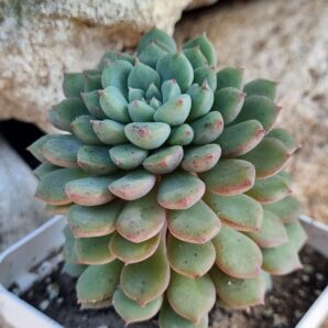 Echeveria