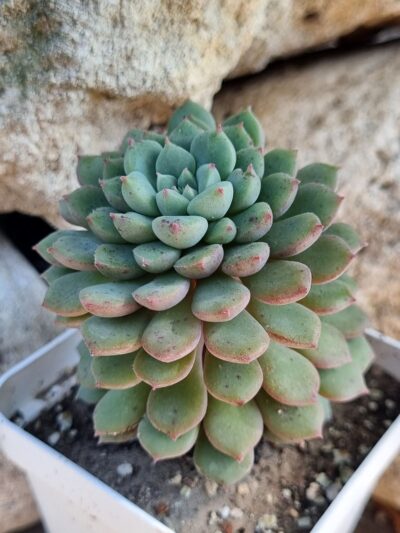 Echeveria