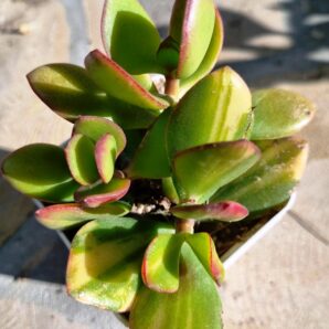 Crassula ovata Solana