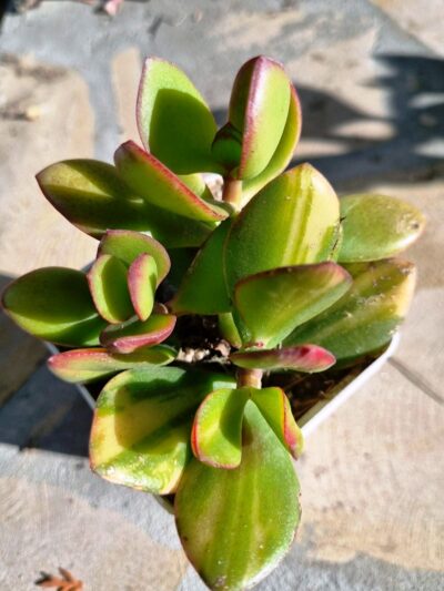 Crassula ovata Solana
