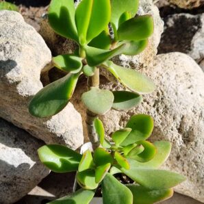 Crassula ovata (Грошове дерево)