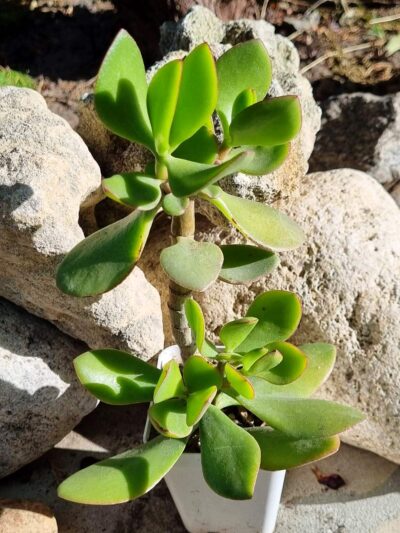 Crassula ovata (Грошове дерево)