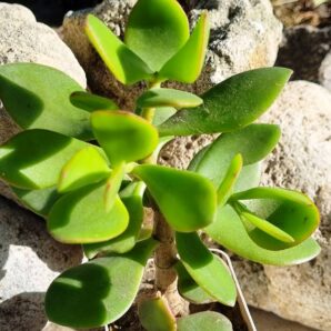 Crassula ovata (Грошове дерево)