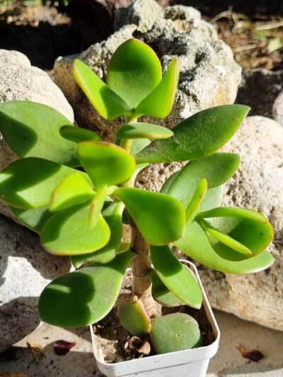 Crassula ovata (Грошове дерево)