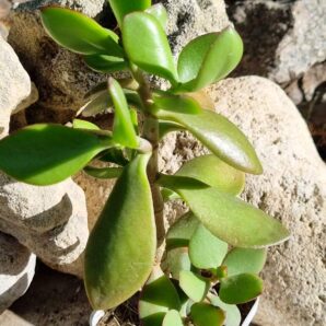 Crassula ovata (Грошове дерево)