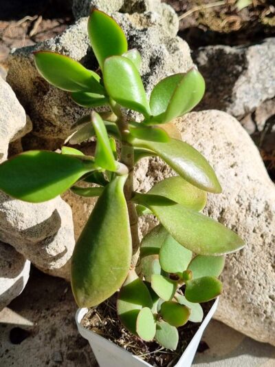 Crassula ovata (Грошове дерево)