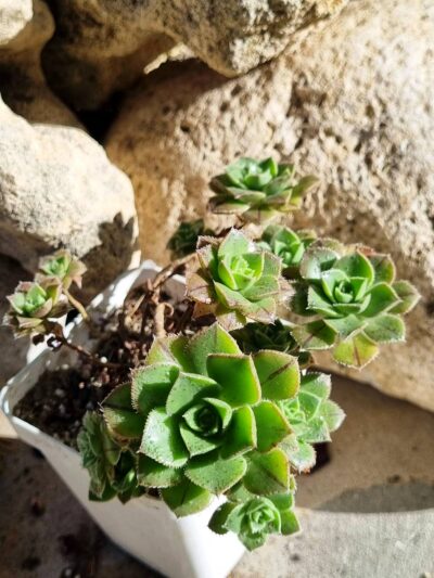 Aeonium Mascaense - Зображення 2