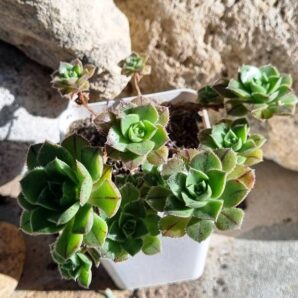 Aeonium Mascaense