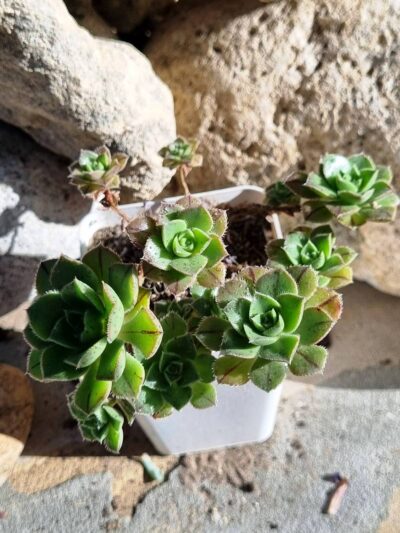 Aeonium Mascaense
