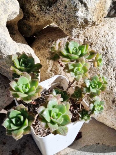 Aeonium Mascaense - Зображення 2