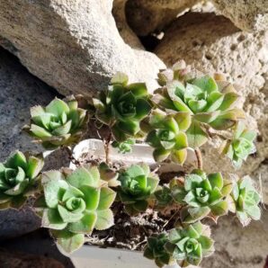 Aeonium Mascaense