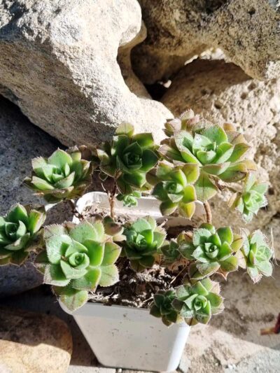 Aeonium Mascaense