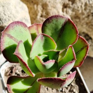 Aeonium Marnier Lapostolle
