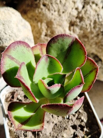 Aeonium Marnier Lapostolle