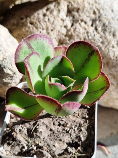 Aeonium Marnier Lapostolle - Зображення 2