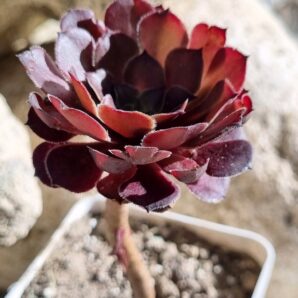 Aeonium Copper Kettle