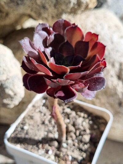Aeonium Copper Kettle - Зображення 2