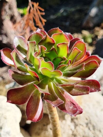 Aeonium Arboreum Atropurpureum