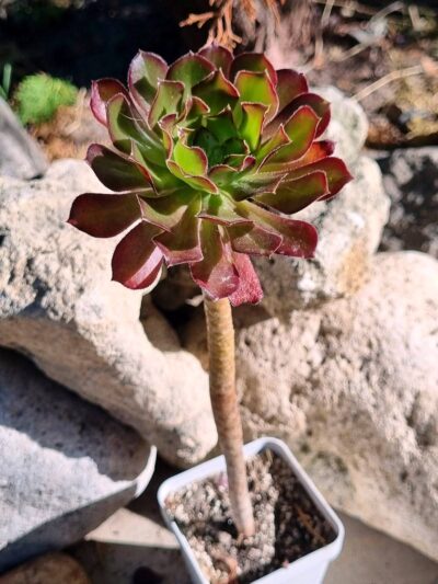 Aeonium Arboreum Atropurpureum - Зображення 2
