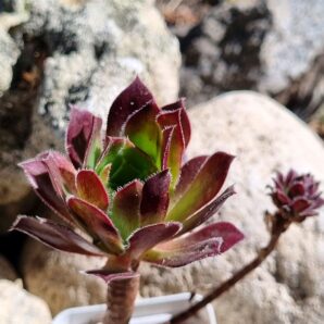 Aeonium Fire Cracker