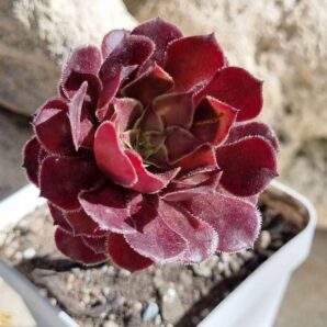 Aeonium Copper Kettle
