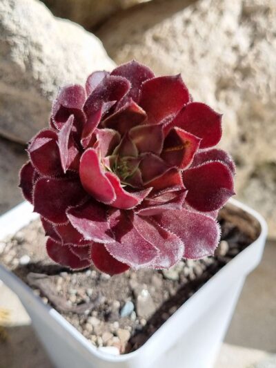 Aeonium Copper Kettle