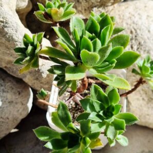 Aeonium Simsii x barbatum