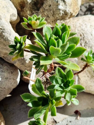 Aeonium Simsii x barbatum
