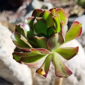 Aeonium Arboreum Atropurpureum