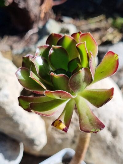 Aeonium Arboreum Atropurpureum