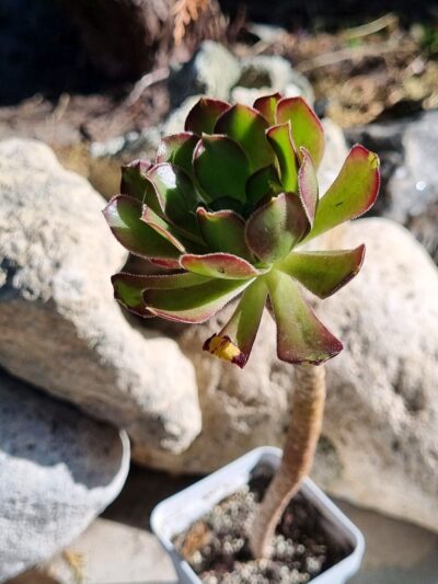 Aeonium Arboreum Atropurpureum - Зображення 2