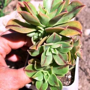 Aeonium Leucoblepharum