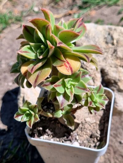 Aeonium Leucoblepharum