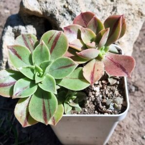 Aeonium Leucoblepharum