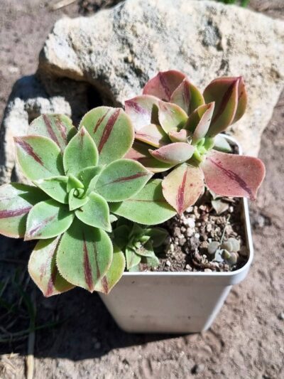 Aeonium Leucoblepharum