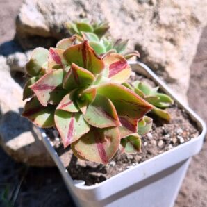 Aeonium Leucoblepharum