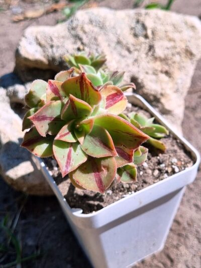 Aeonium Leucoblepharum