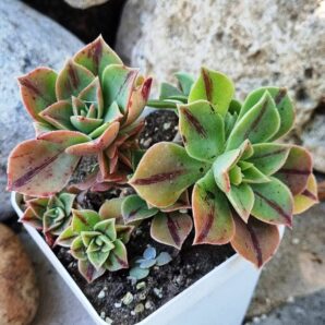 Aeonium Leucoblepharum