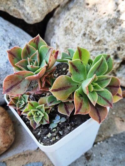 Aeonium Leucoblepharum