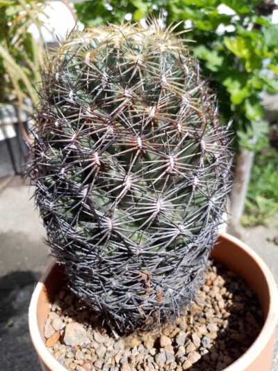 Coryphantha radians v psevdoradians - Зображення 2