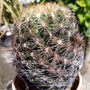 Coryphantha radians v psevdoradians