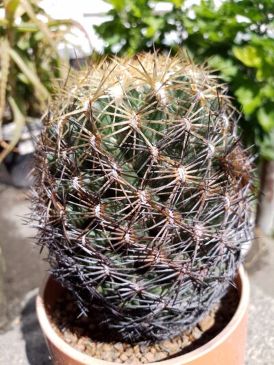 Coryphantha radians v psevdoradians