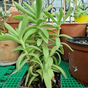 Crassula pubescens ssp rattrayi