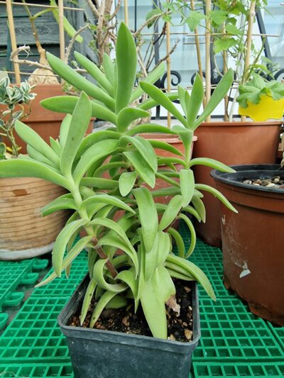 Crassula pubescens ssp rattrayi