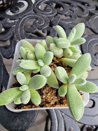Crassula namaquensis