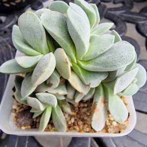 Crassula Morgan's Beauty