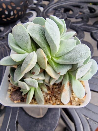 Crassula Morgan's Beauty